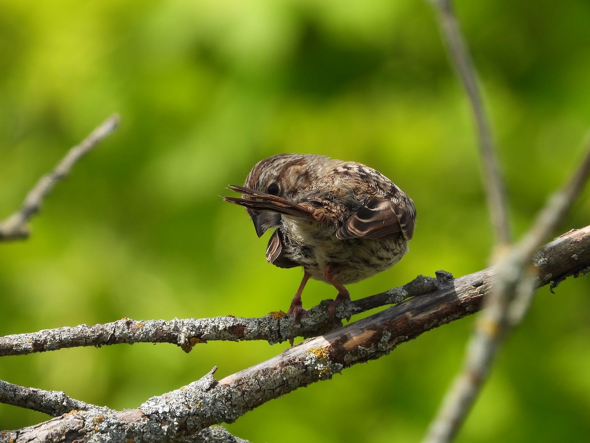 Song Sparrow - ML623892473