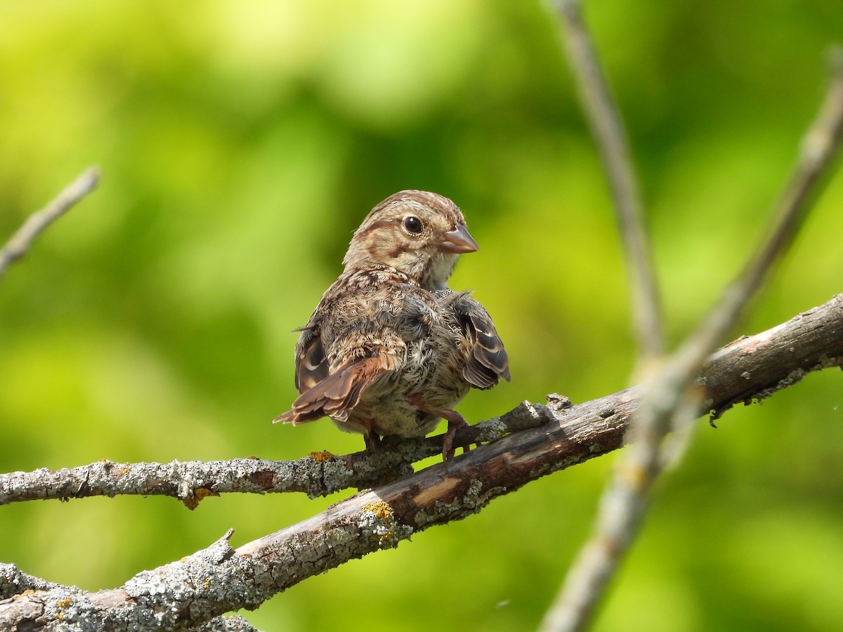 Song Sparrow - ML623892474