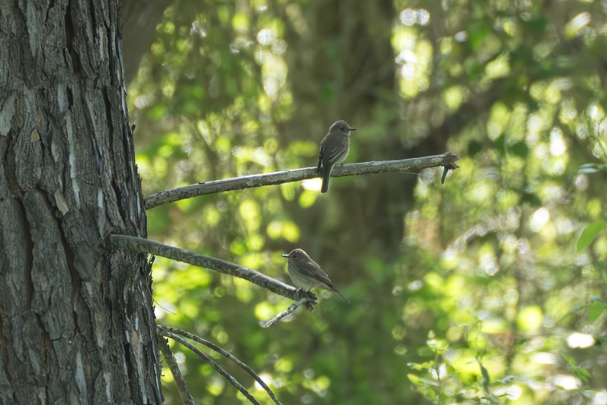 Spotted Flycatcher - Marc Kramer (Birding by Bus)