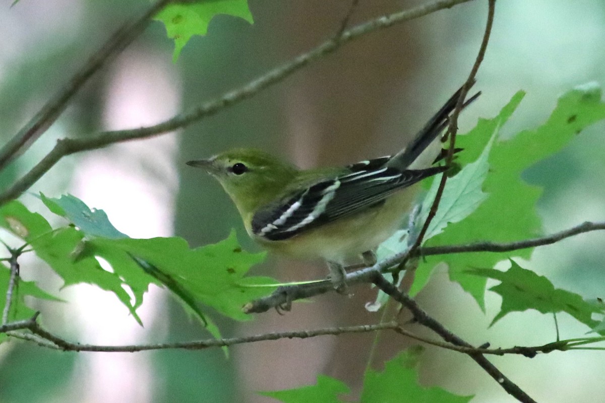 Bay-breasted Warbler - ML623892489