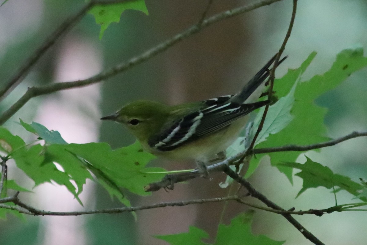 Bay-breasted Warbler - ML623892490