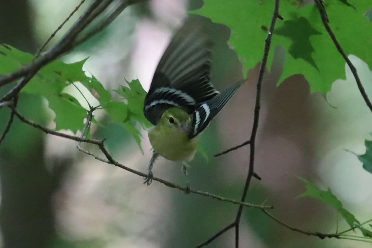 Bay-breasted Warbler - ML623892495