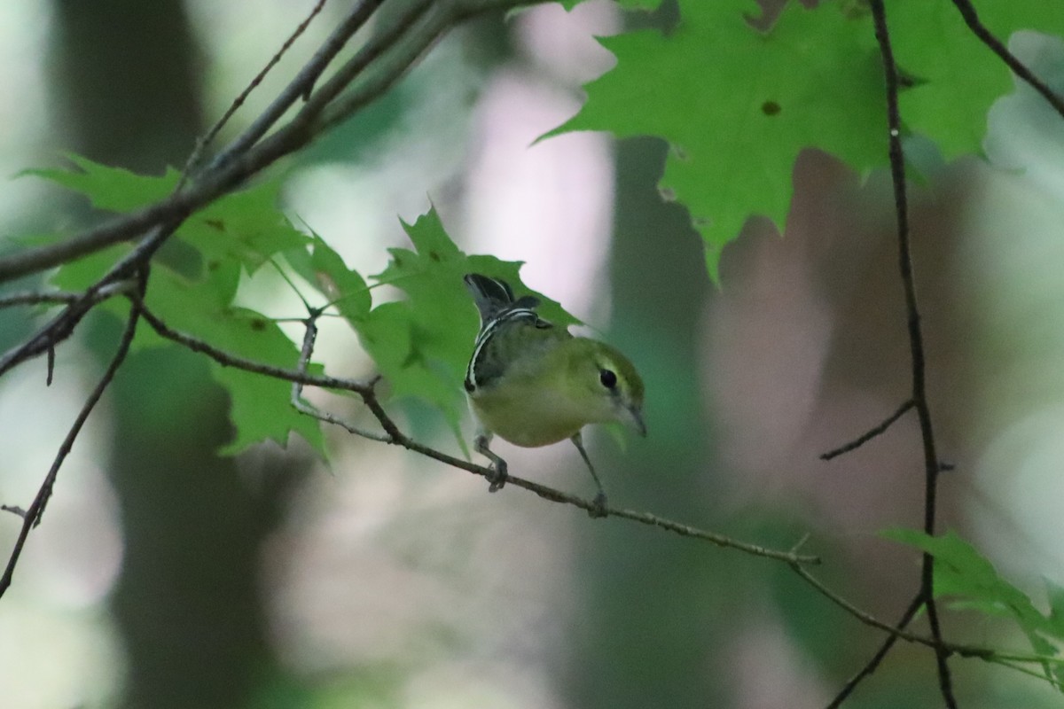 Bay-breasted Warbler - ML623892496