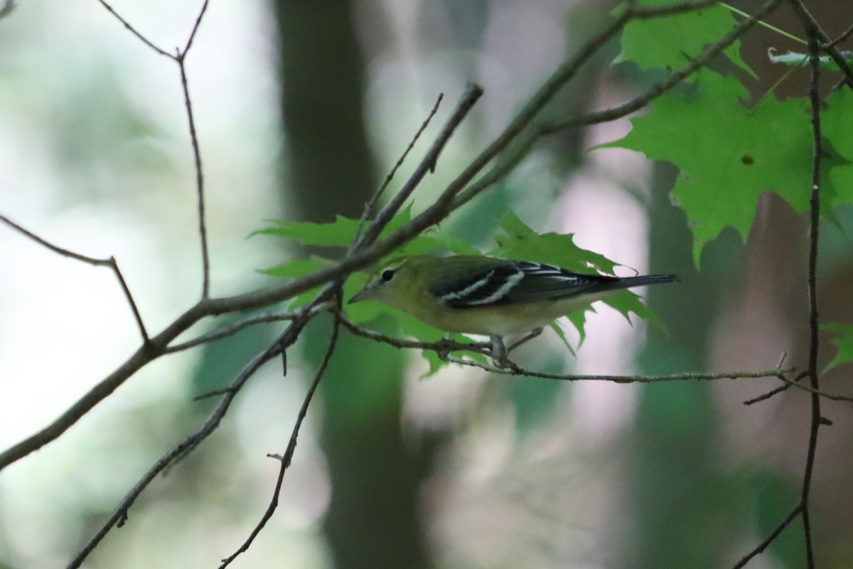 Bay-breasted Warbler - ML623892497