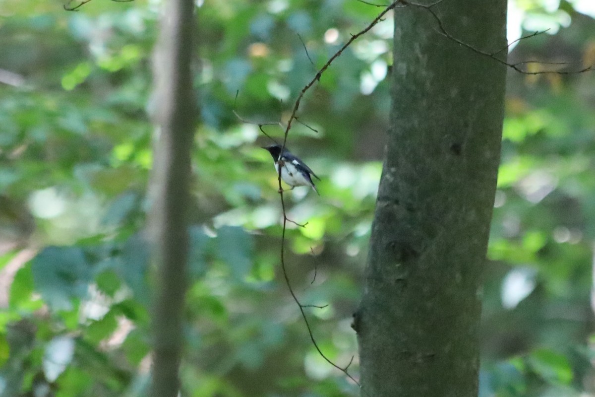 Black-throated Blue Warbler - ML623892514