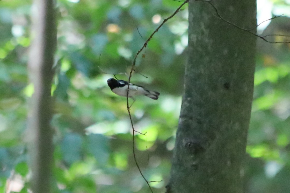 Black-throated Blue Warbler - ML623892515