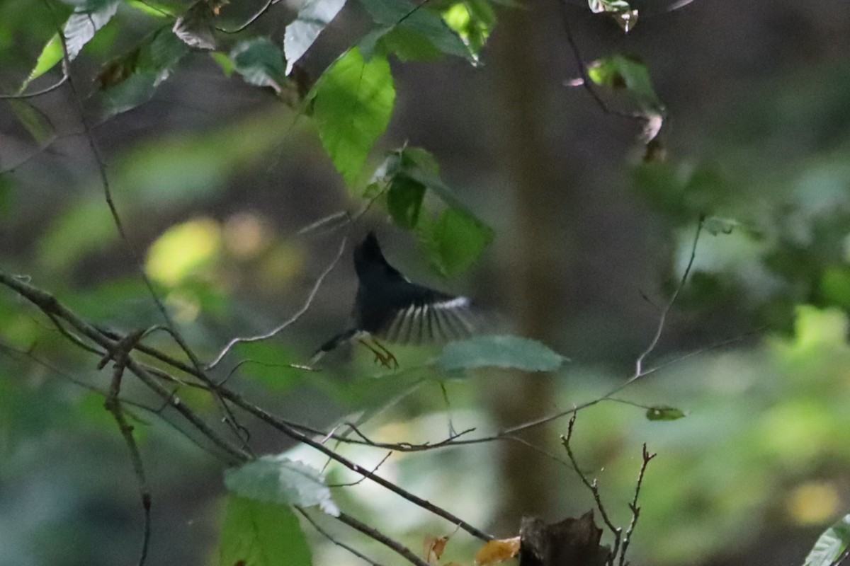 Black-throated Blue Warbler - ML623892516