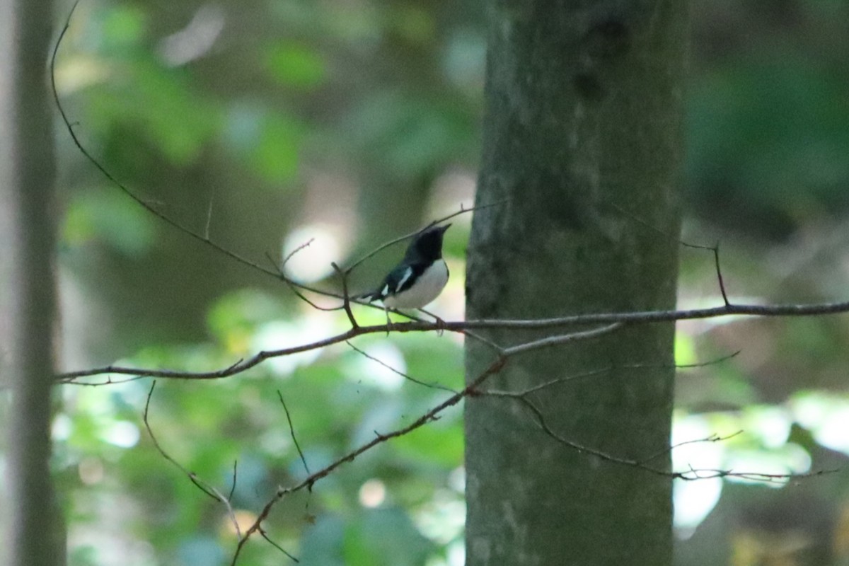 Black-throated Blue Warbler - ML623892517