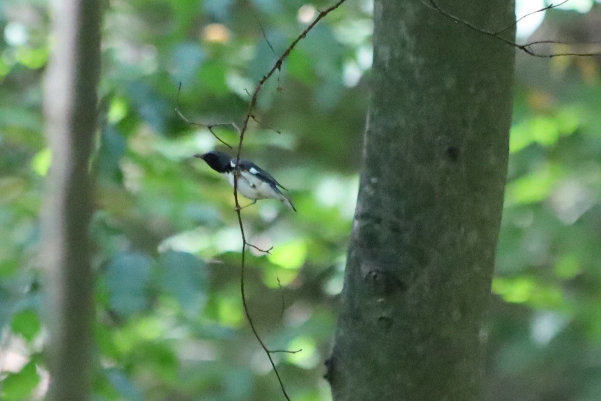 Black-throated Blue Warbler - ML623892519