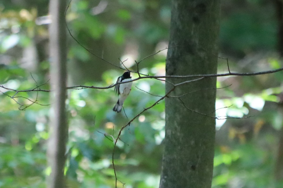 Black-throated Blue Warbler - ML623892520