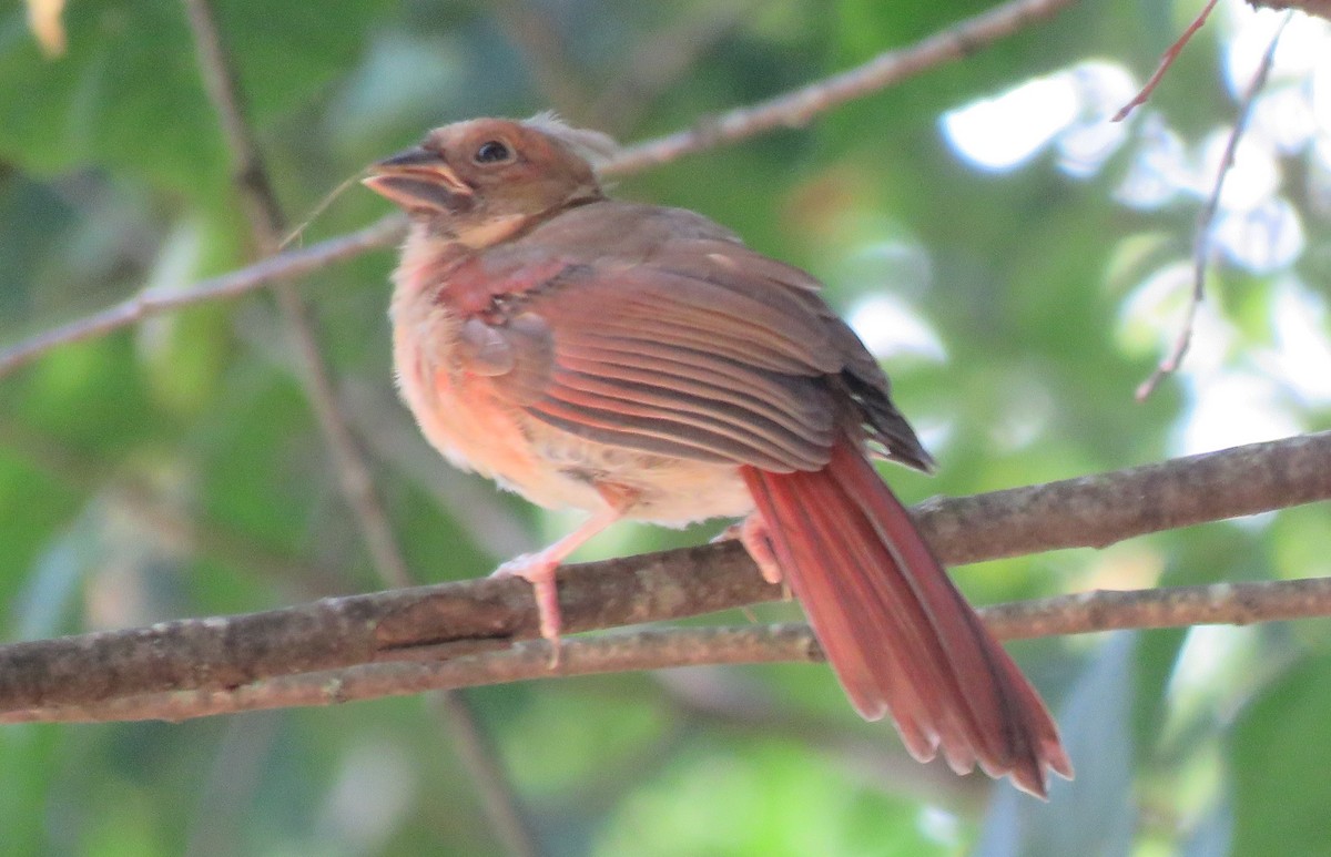 Northern Cardinal - ML623892538