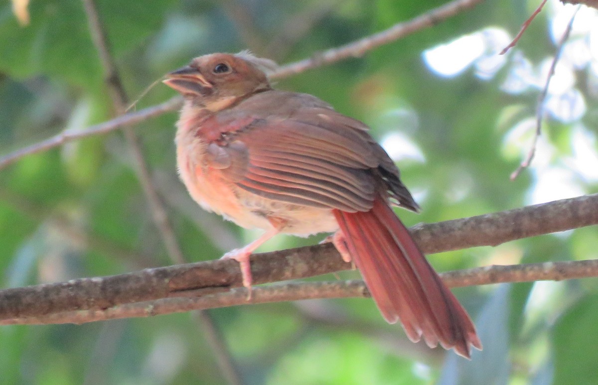 Cardinal rouge - ML623892538