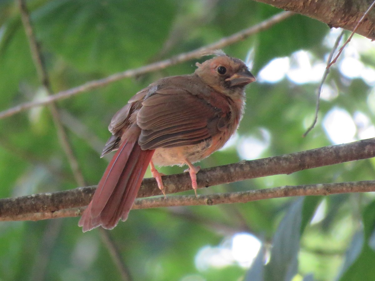 Cardinal rouge - ML623892539