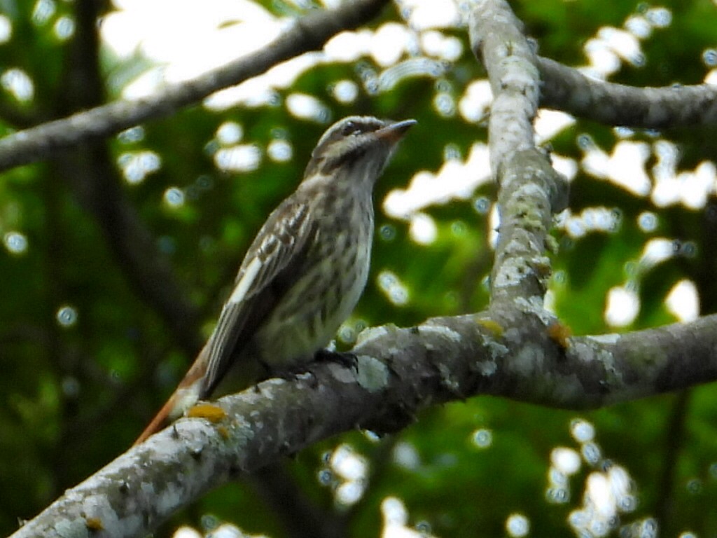 Variegated Flycatcher - ML623892540