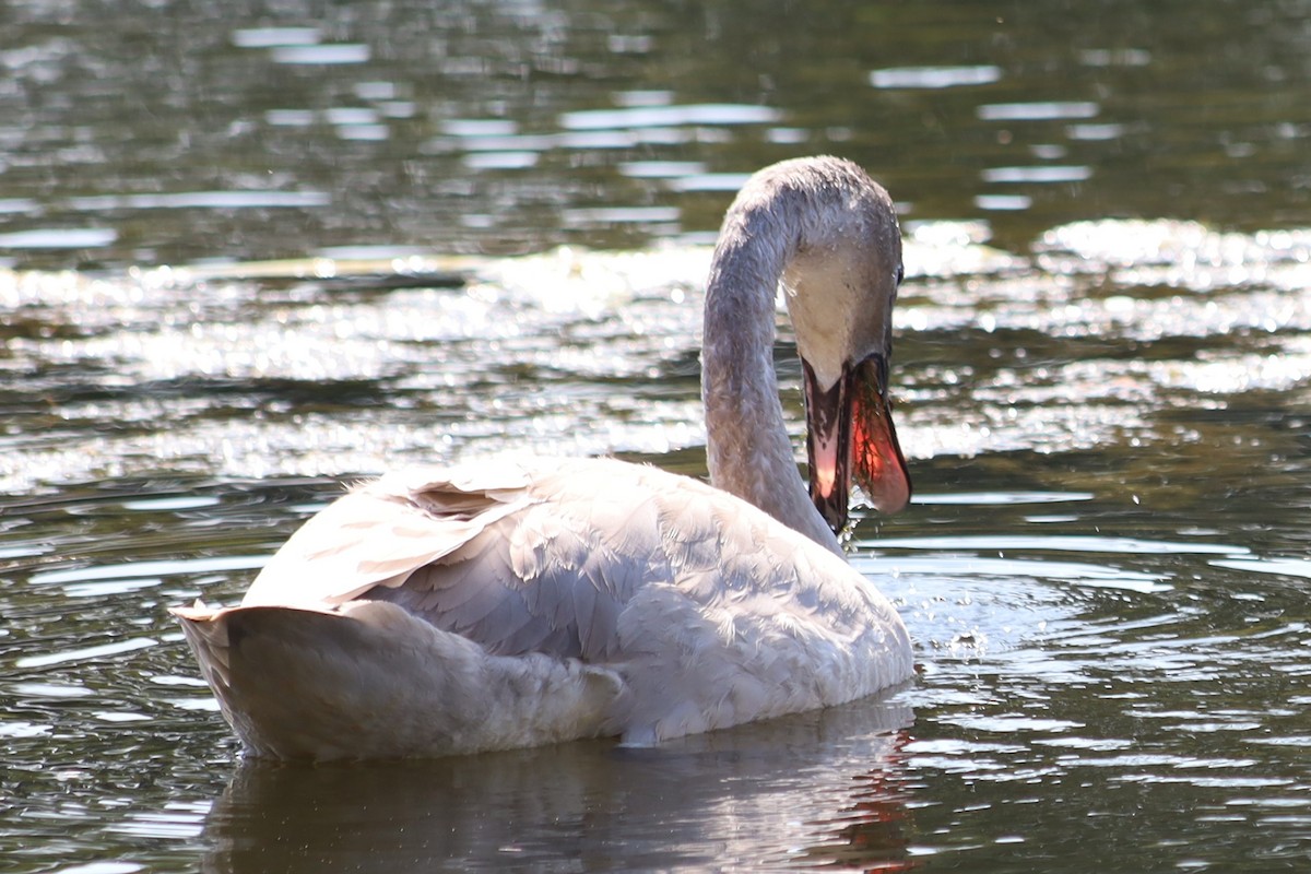 Trumpeter Swan - Sarah Winnicki