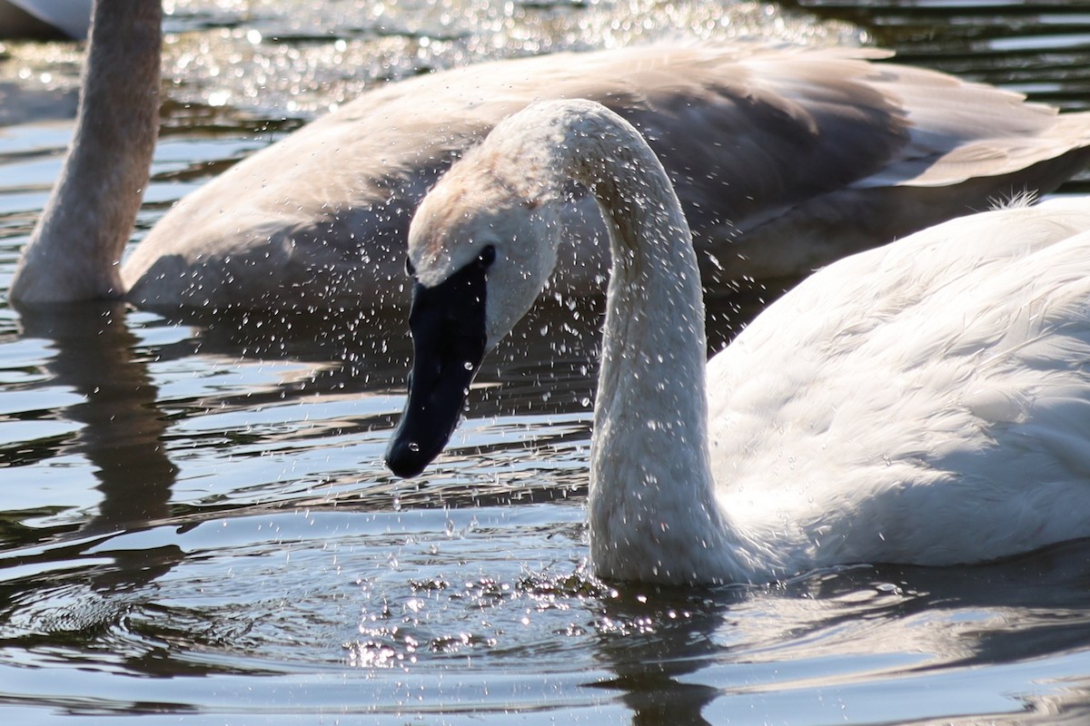 Trumpeter Swan - ML623892570