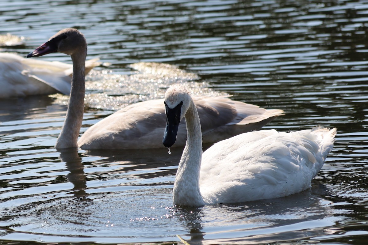Trumpeter Swan - ML623892571