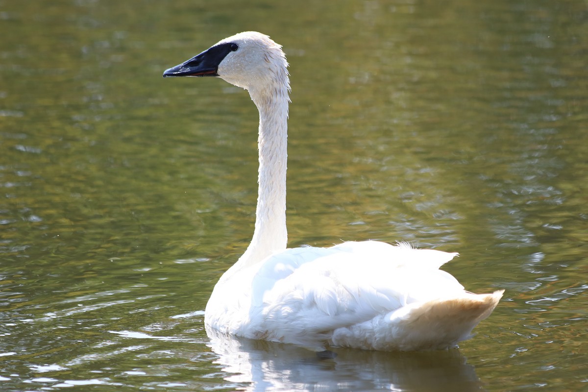 Trumpeter Swan - ML623892572