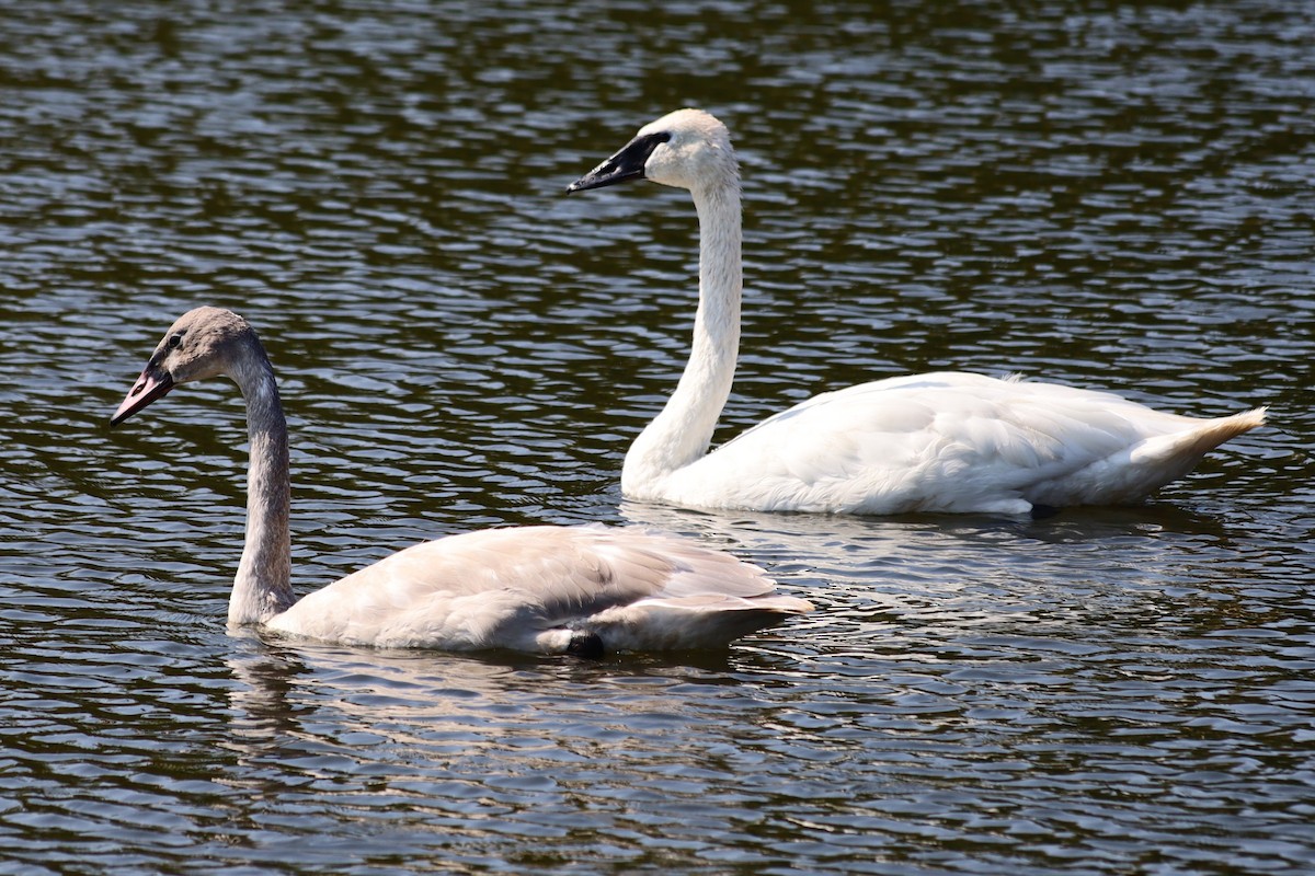 Cisne Trompetero - ML623892573