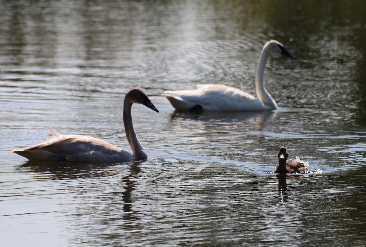 Trumpeter Swan - ML623892575