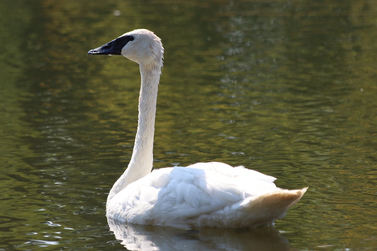 Trumpeter Swan - ML623892576