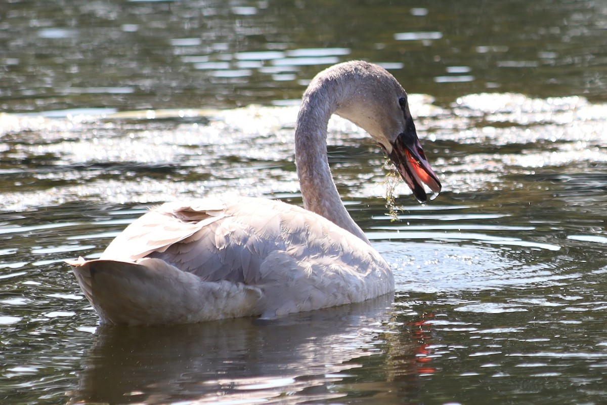 Trumpeter Swan - ML623892577