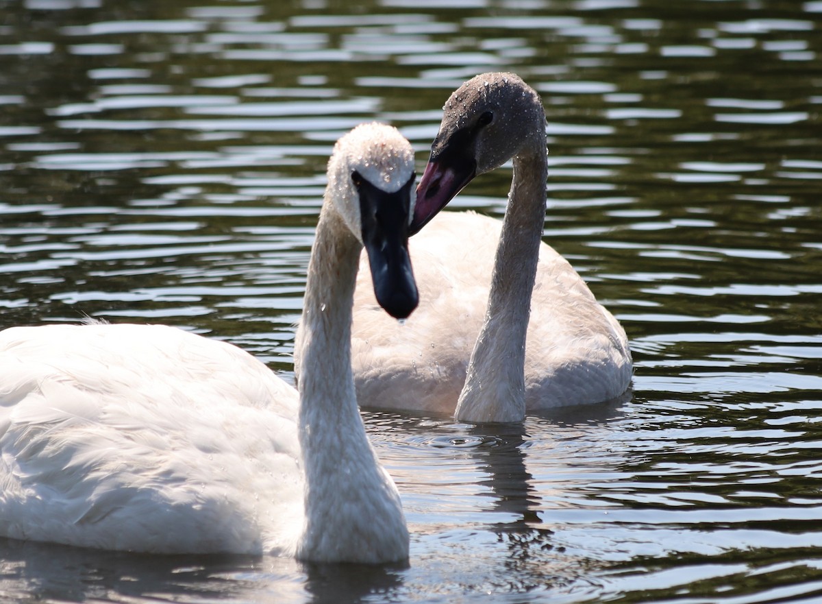 Cygne trompette - ML623892578