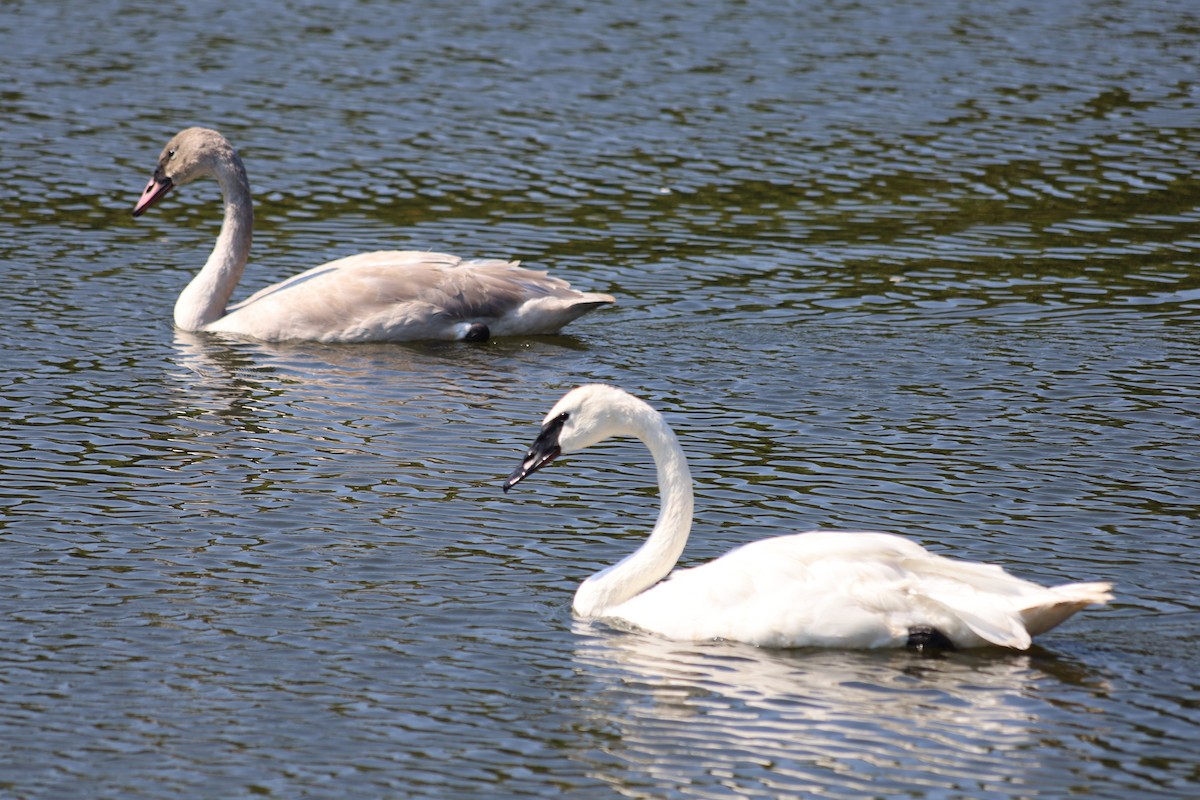 Trumpeter Swan - ML623892579