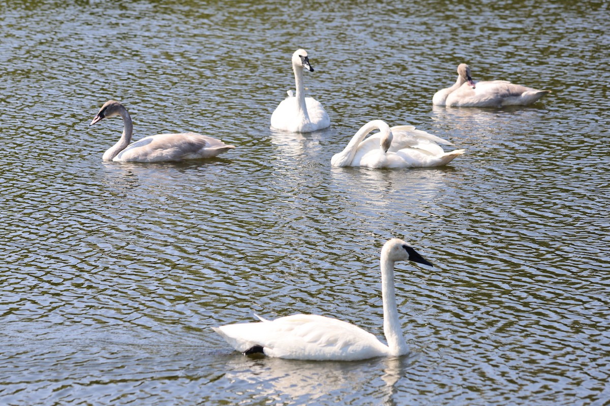 Cisne Trompetero - ML623892580