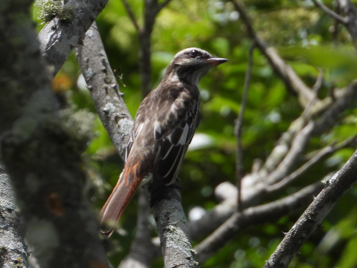 Variegated Flycatcher - ML623892581