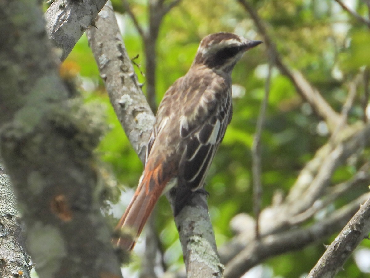 Variegated Flycatcher - ML623892582