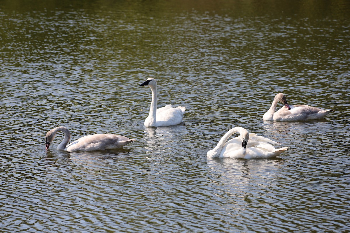 Trumpeter Swan - ML623892583