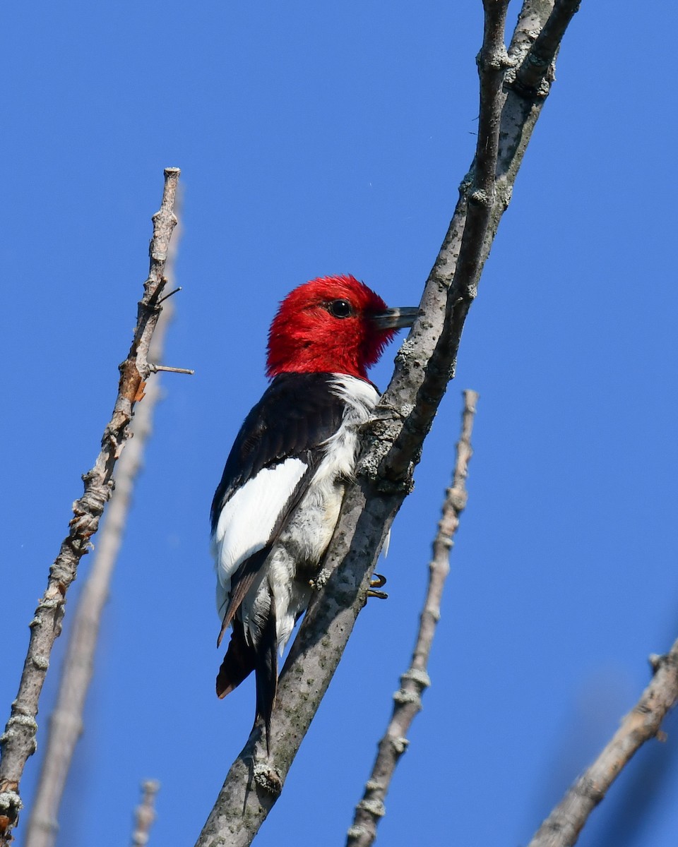 Pic à tête rouge - ML623892586