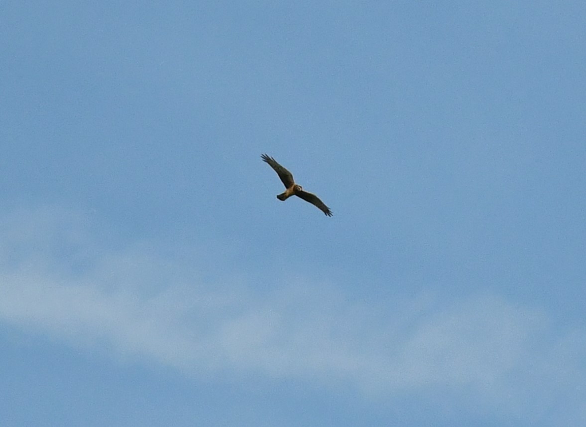 Northern Harrier - ML623892607