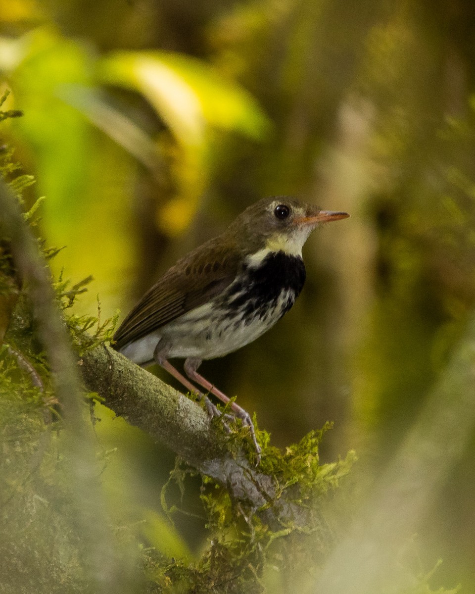 Mosquero Terrestre Sureño - ML623892650