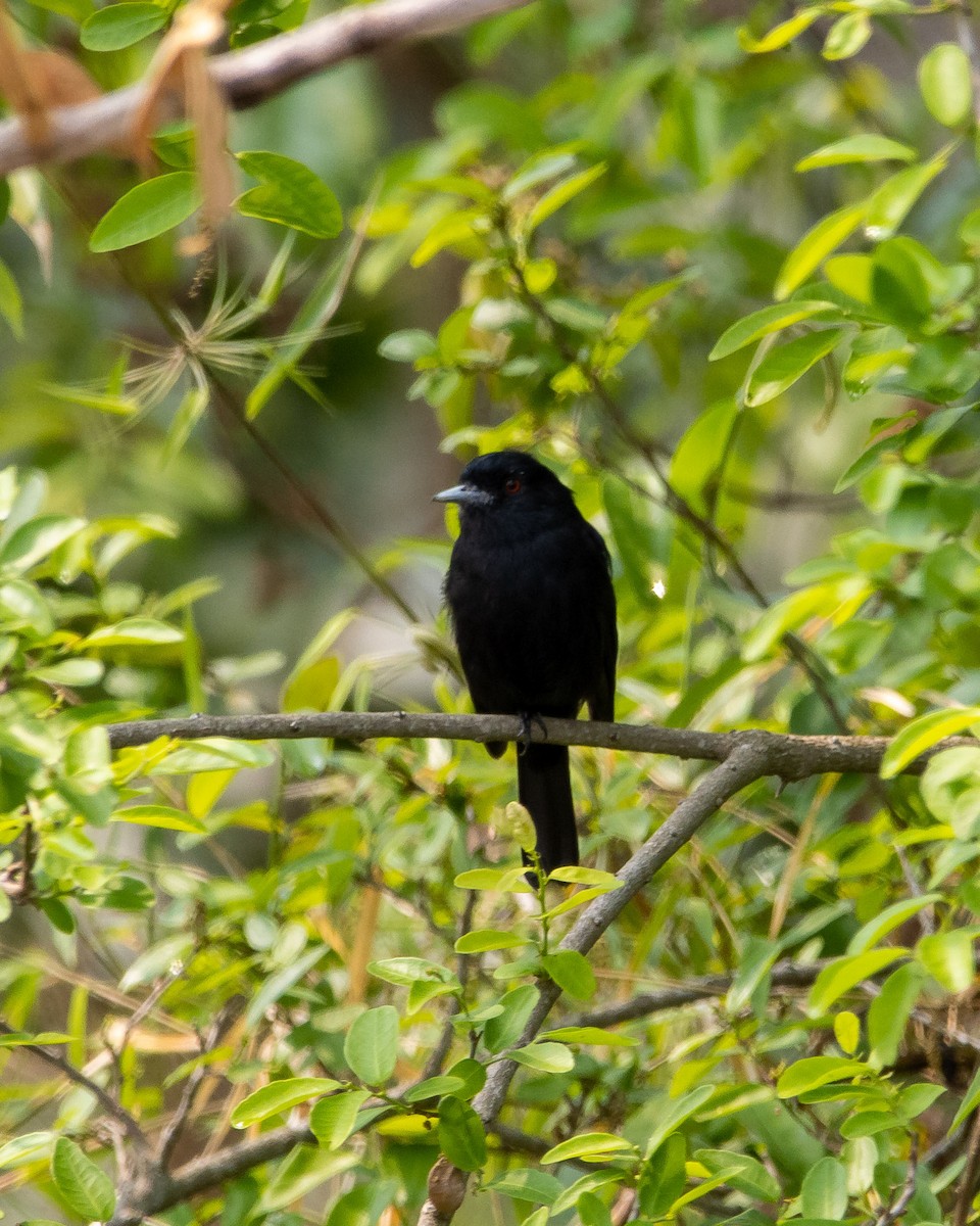 Blue-billed Black-Tyrant - ML623892677