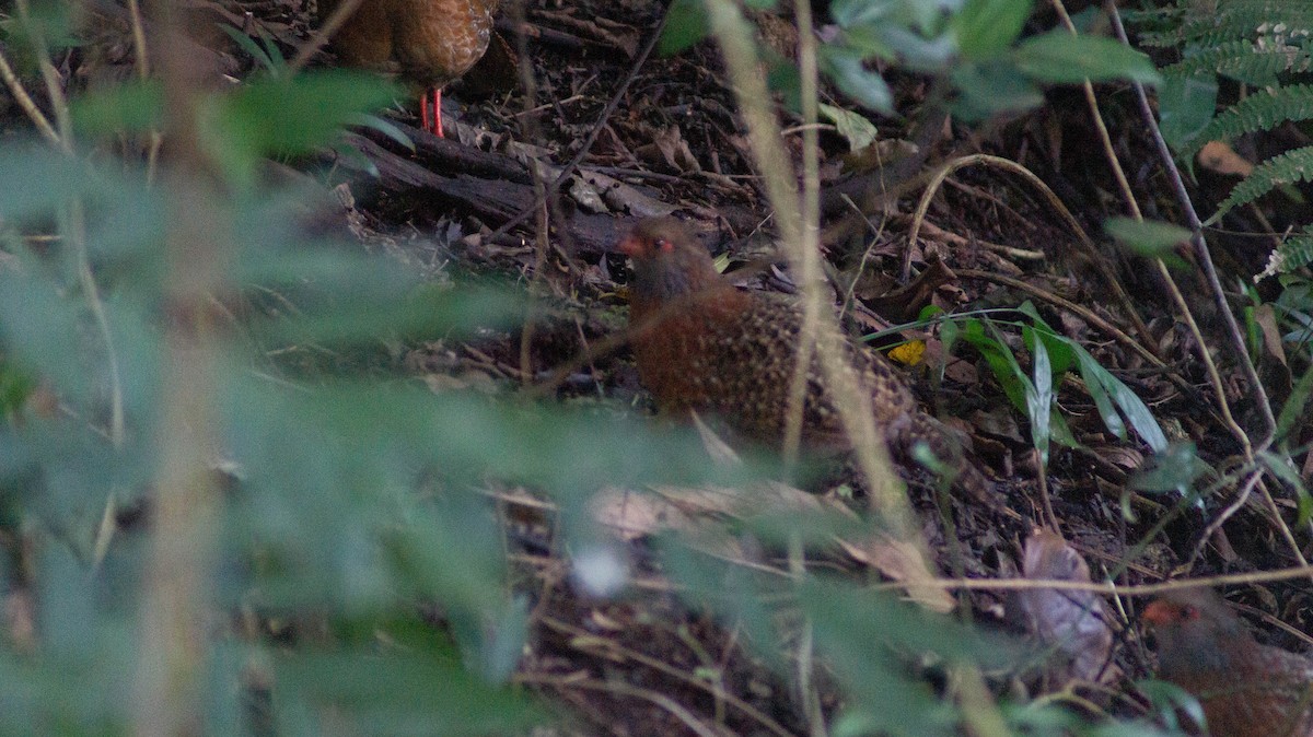 Bearded Wood-Partridge - ML623892688