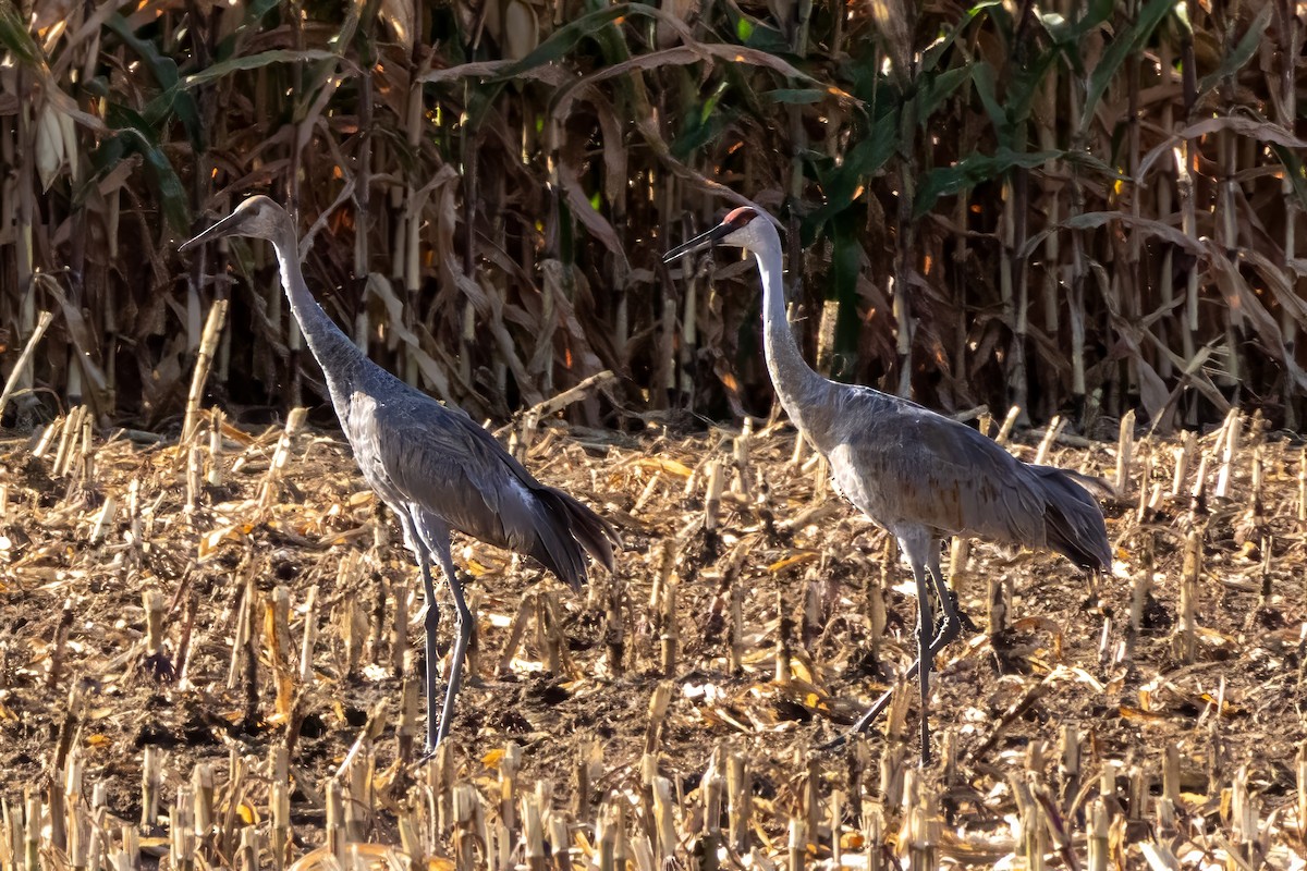 カナダヅル - ML623892693