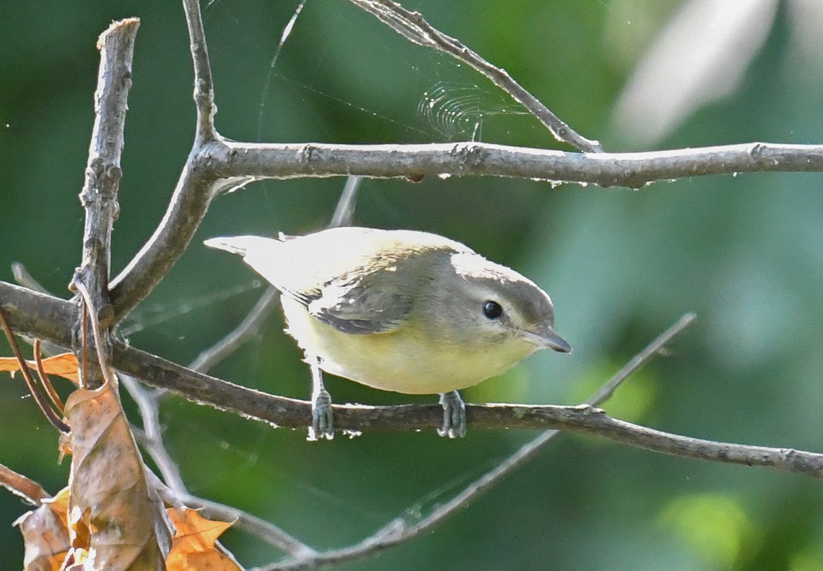 Warbling Vireo - ML623892705