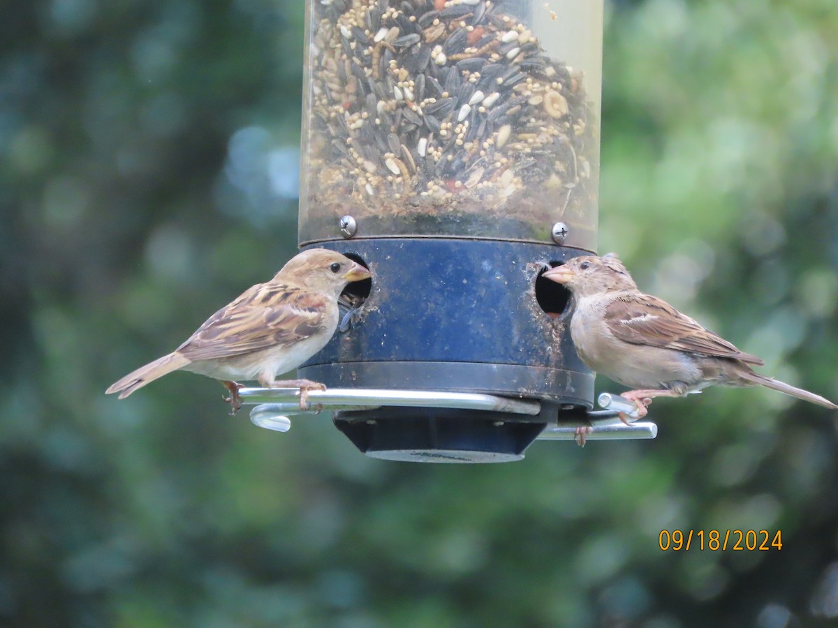 House Sparrow - ML623892713