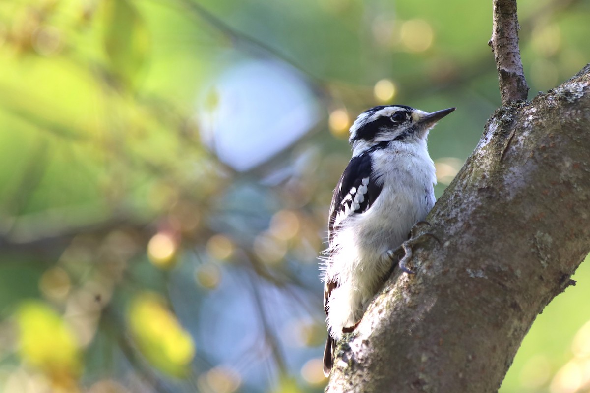 Downy Woodpecker - ML623892721