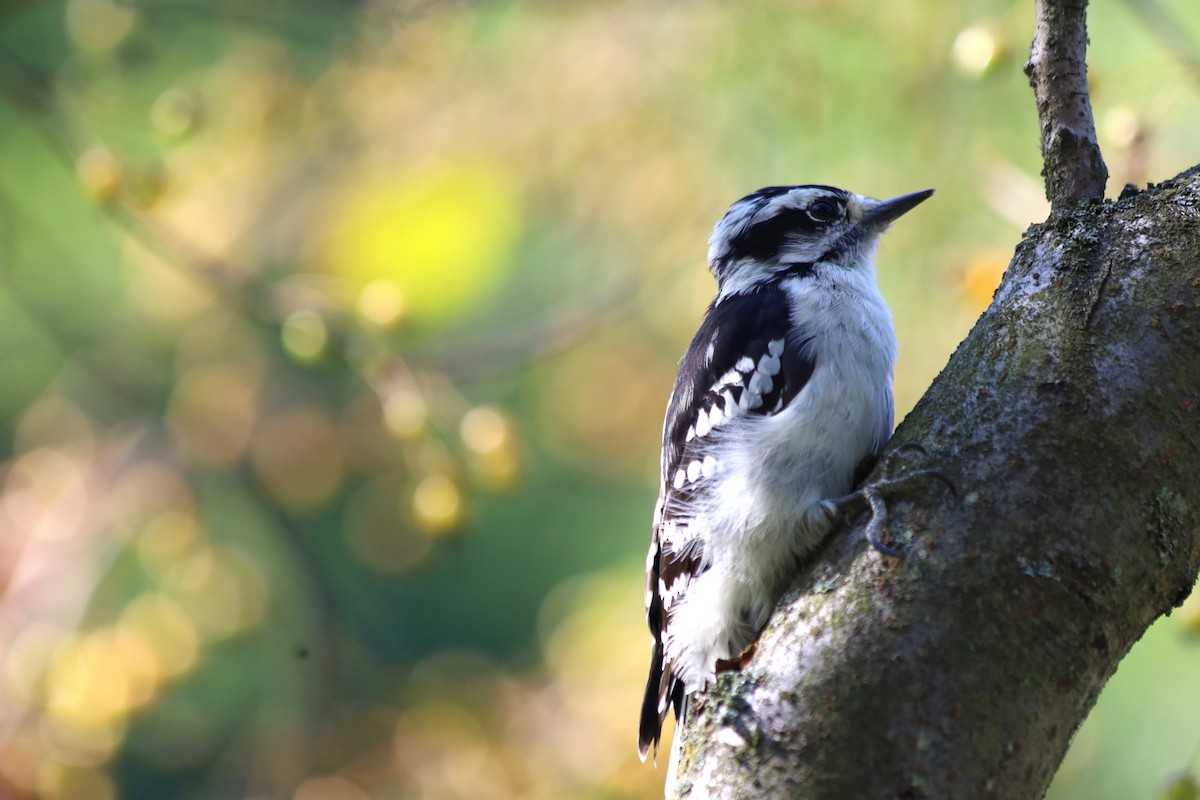 Downy Woodpecker - ML623892722