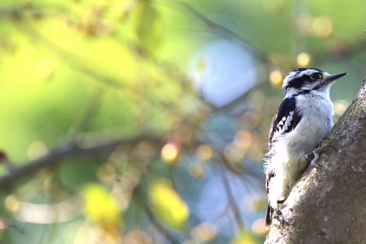 Downy Woodpecker - ML623892723