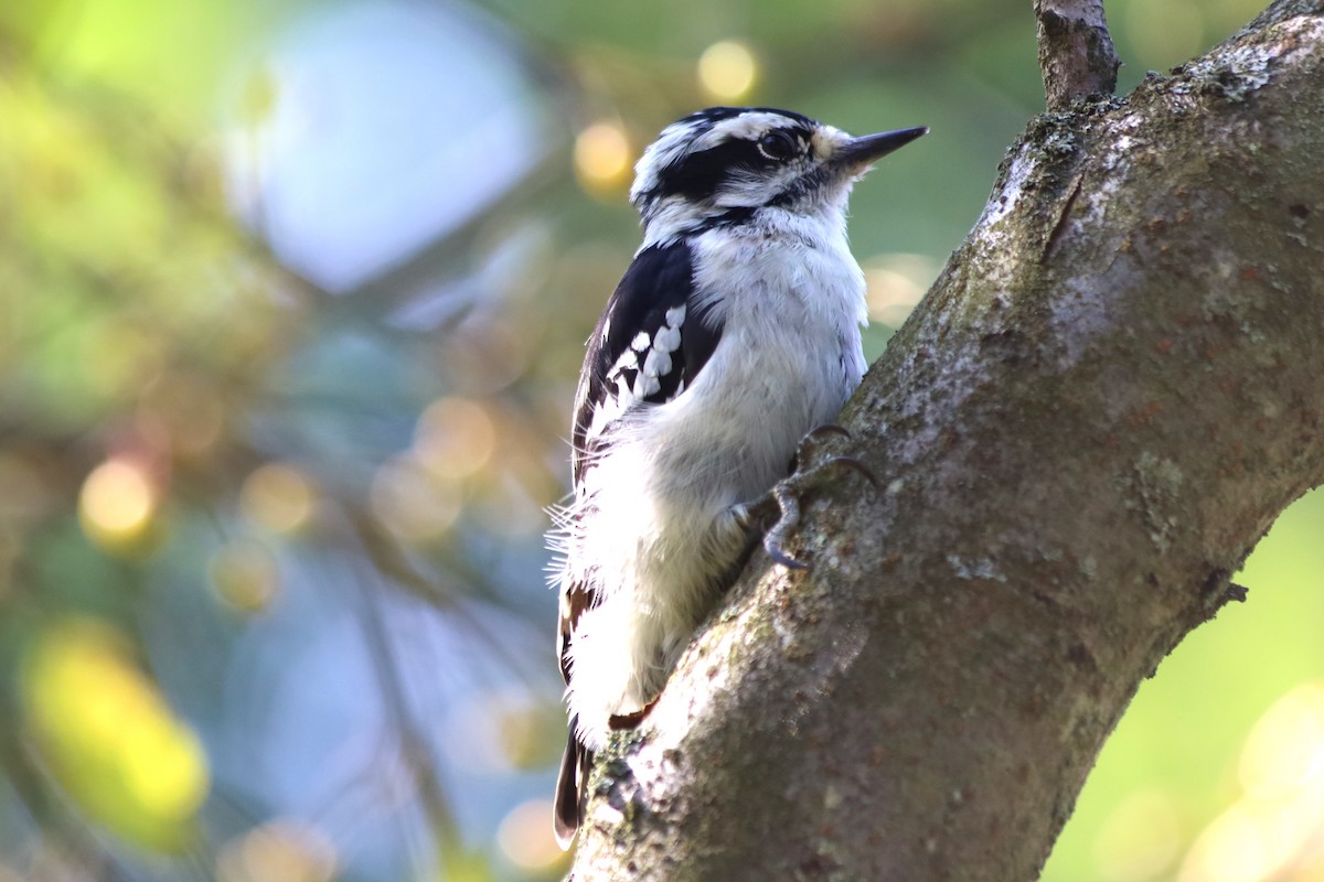Downy Woodpecker - ML623892724