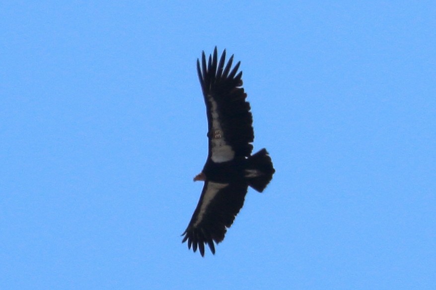 California Condor - Jeffrey Fenwick