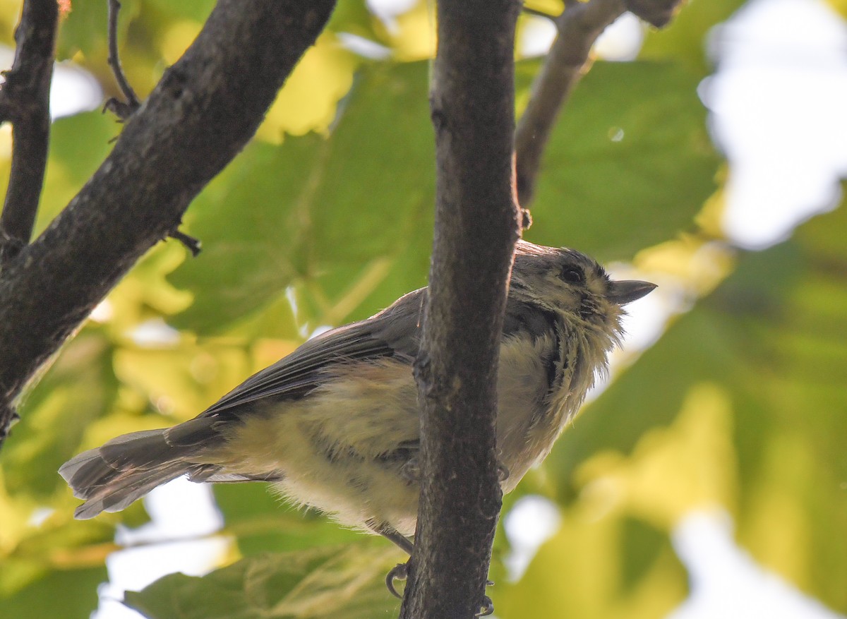 Mésange bicolore - ML623892730