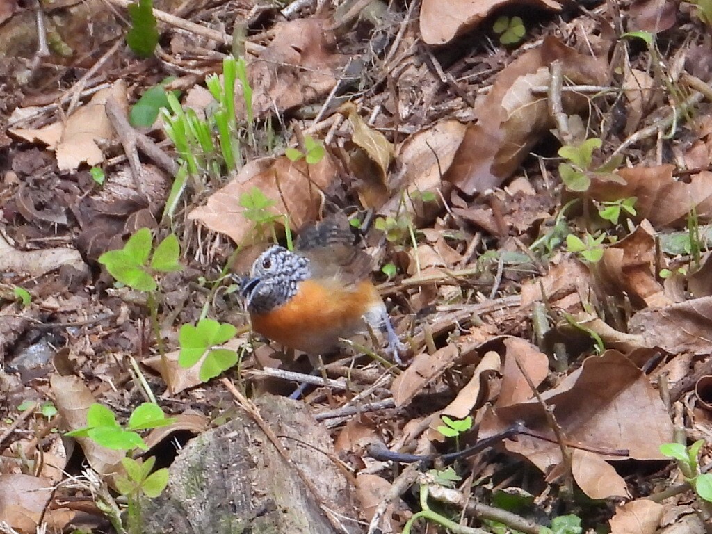 Rufous-breasted Wren - ML623892735