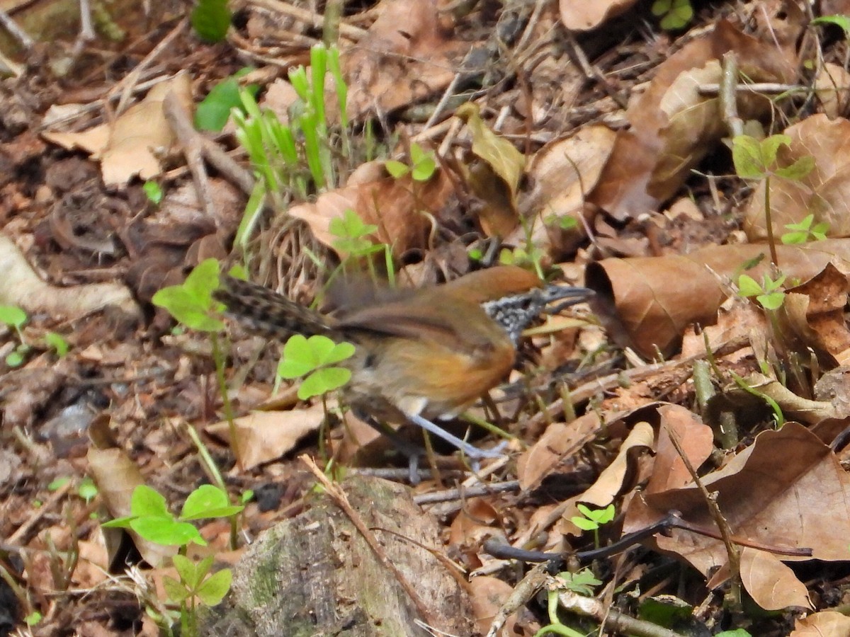 Rufous-breasted Wren - ML623892736