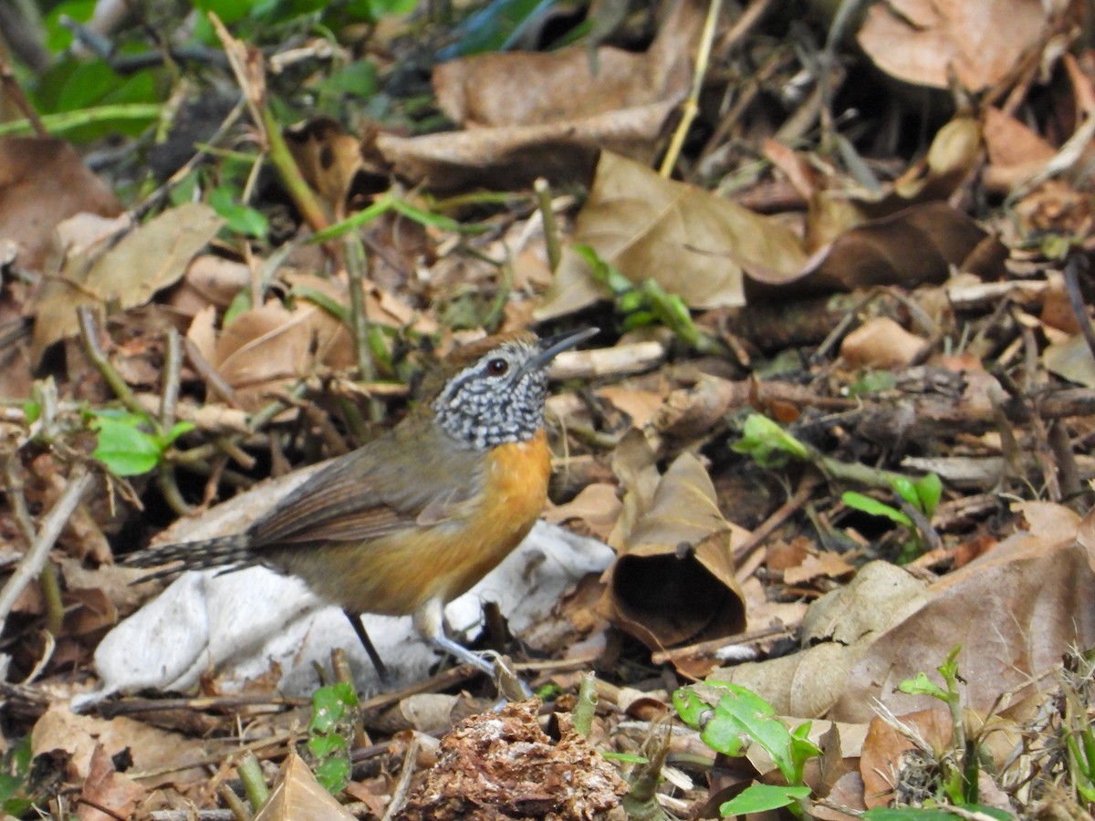 Rufous-breasted Wren - ML623892737