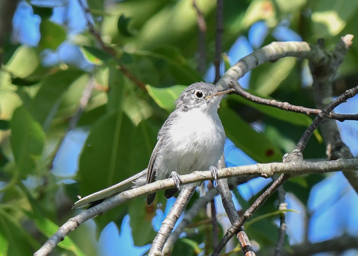 Blue-gray Gnatcatcher - ML623892755